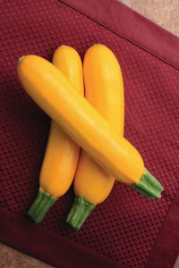 Zucchini ‘Z’Oro’ (Sakata Seed America)
