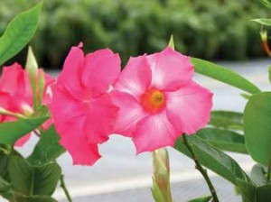 Mandevilla 'Sun Parasol Giant Dark Pink' (Suntory)