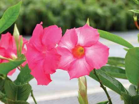 Mandevilla 'Sun Parasol Giant Dark Pink' (Suntory)