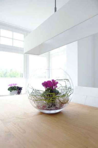 Cyclamen Verano Series (Sakata)