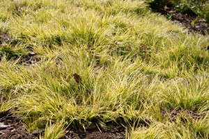 Acorus 'Pusillus Minimus' (Emerald Coast Growers)