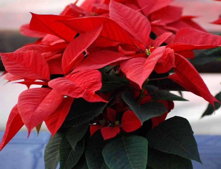 Euphorbia/Poinsettia 'Charon Red' (Beekenkamp)