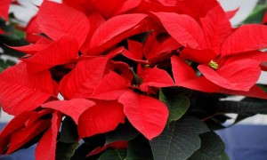 Euphorbia/Poinsettia 'Premium RF 043 NN' (Dümmen)