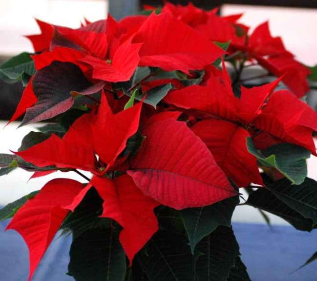 Euphorbia/Poinsettia 'Saxonia Christmas Hot Pink' (PAC Worldwide)