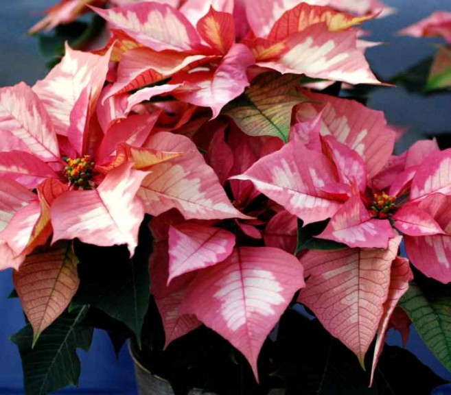 Euphorbia/Poinsettia 'Sparkling Punch' (Paul Ecke Ranch)