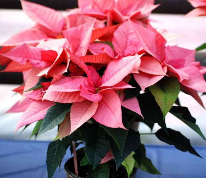 Euphorbia/Poinsetta 'Titan Pink' (Syngenta)