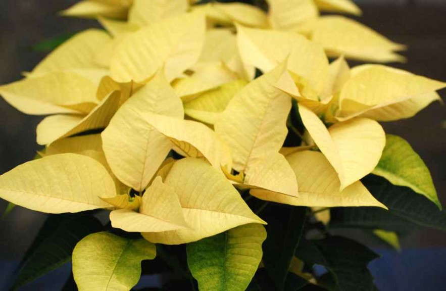 Euphorbia/Poinsettia 'Titan White' (Syngenta)