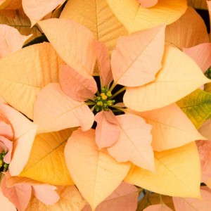 Poinsettia 'Autumn Leaves' (Ecke Ranch)