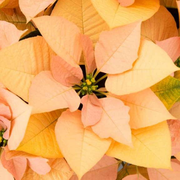 Poinsettia 'Autumn Leaves' (Ecke Ranch)