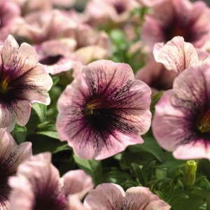 Petunia 'Sweetunia Mystery' (Red Fox)