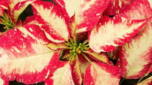 Holiday Plant Trends And New Varieties