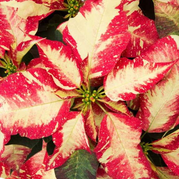 Poinsettia 'Jingle Bell Rock' (Ecke Ranch)