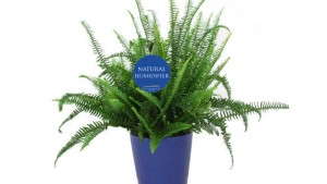 Growers Are Successfully Marketing The  Benefits Of Plants