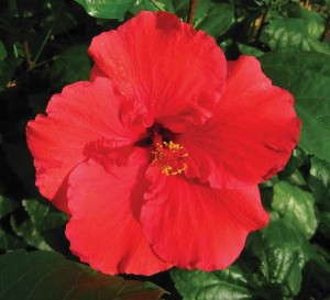 Hibiscus 'Red Darling' (Monrovia)