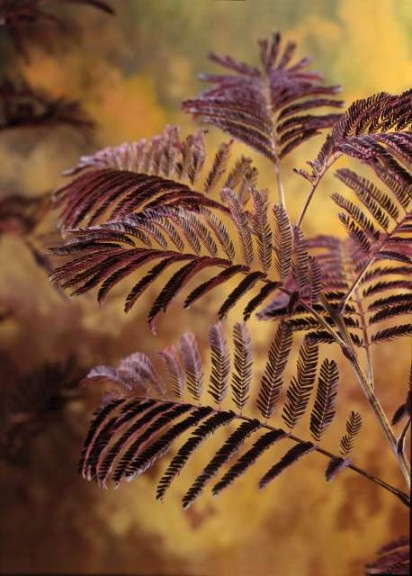Albizia 'Summer Chocolate Mimosa' (Ball Ornamentals)