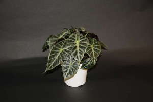 Alocasia 'Mandalay' (AgriStarts)