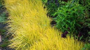 Ornamental Grasses Bring Low Maintenance To The Landscape