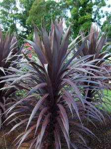 Cordyline 'Burgundy Spire' (Anthony Tesselaar Plants)