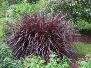 Cordyline 'Festival Burgundy' (Anthony Tesselaar Plants)