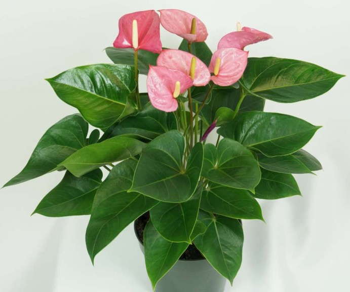 Anthurium 'Tickled Pink' (Oglesby)