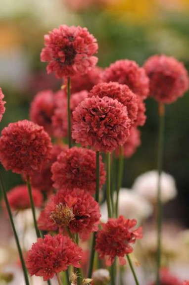 Armeria 'Ballerina Red' (Kieft Seed)