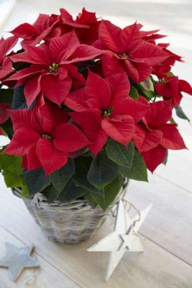 Poinsettia 'Astro Red' (Beekankamp)