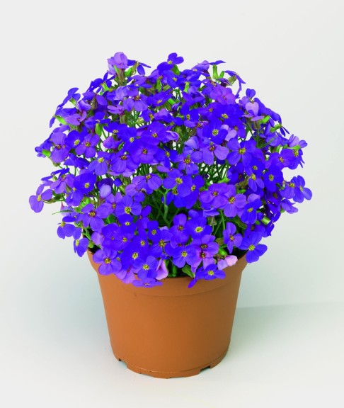 Aubrieta ‘Audrey Purple Shades’ (Syngenta Flowers)