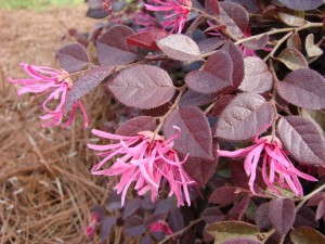 Loropetalum 'Crimson Fire' (Bailey Nursery) 