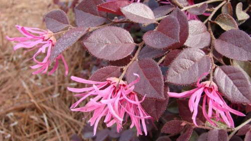 First Editions ‘Crimson Fire’ And ‘Sparkling Sangria’ Loropetalum From Bailey Nurseries Stand Out In The Garden