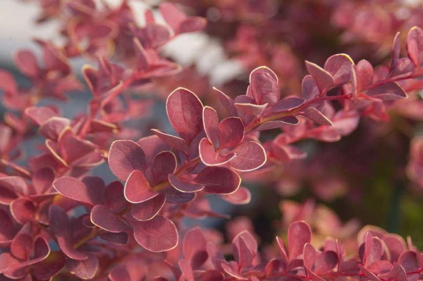 Barberry 'Toscana' (Bailey Nurseries)