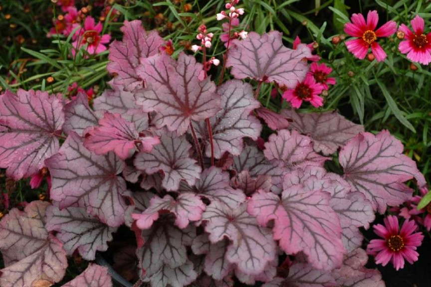 Heuchera 'Little Cutie Sugar Berry' (Bartels)