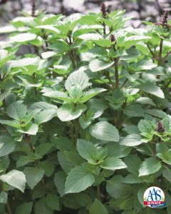 Basil ‘Persian’