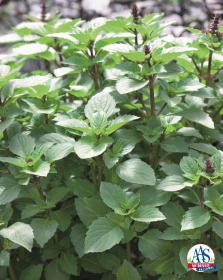 Basil ‘Persian’