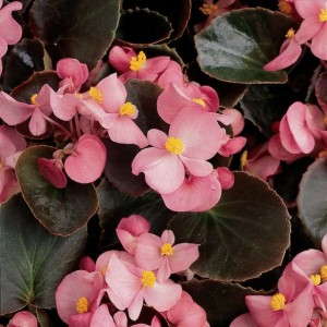Begonia 'Harmony Pink' (Ball Ingenuity)
