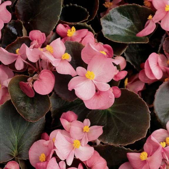 Begonia 'Harmony Pink' (Ball Ingenuity)