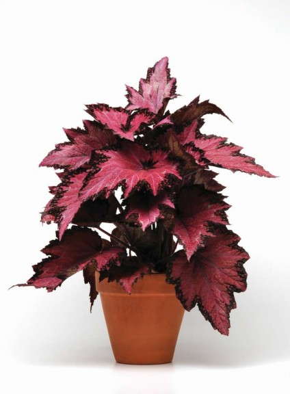 Begonia 'Jurassic Pink Shades' (Ball Ingenuity)