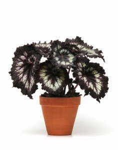 Begonia 'Jurassic Silver Swirl' (Ball Ingenuity)
