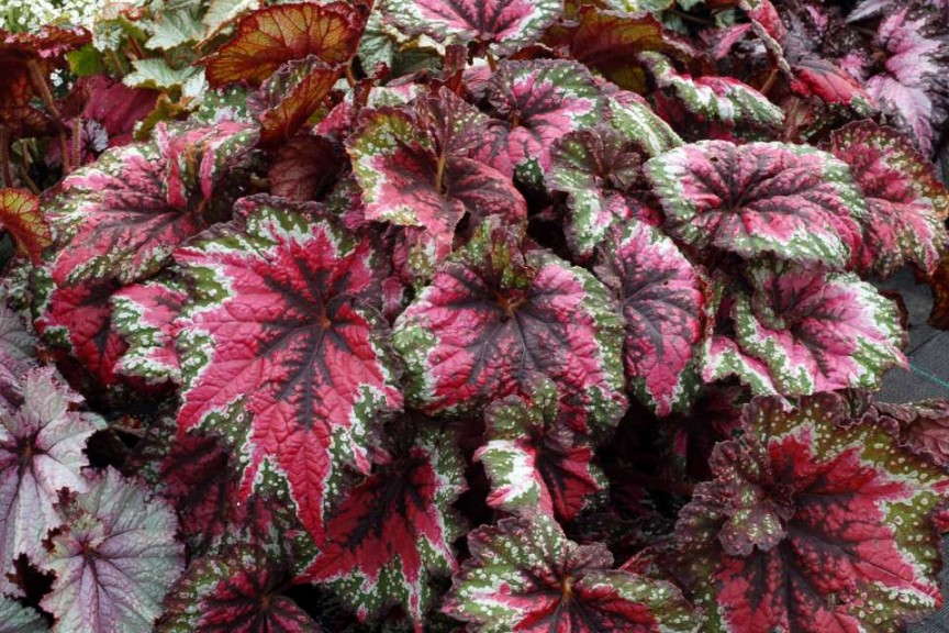 Begonia 'T Rex St. Nick' (Terra Nova Nurseries)
