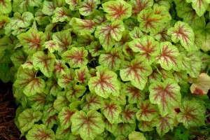 Heucherella 'Fire Frost' (Blooms of Bressingham)