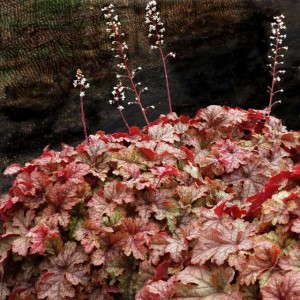 Heucherella 'Honey Rose' (Blooms of Bressingham)
