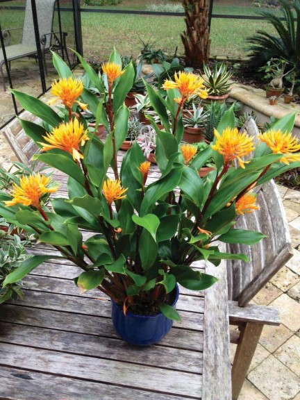 Burbidgea schizocheila 'Golden Brush' (AgriStarts)