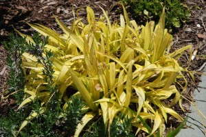 Carex 'Golden Falls'