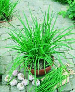 Chives, garlic ‘Geisha’