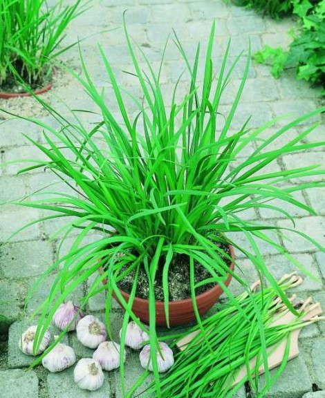 Chives, garlic ‘Geisha’