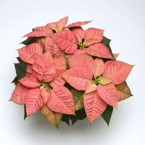 Poinsettia 'Christmas Beauty Queen' (Selecta)