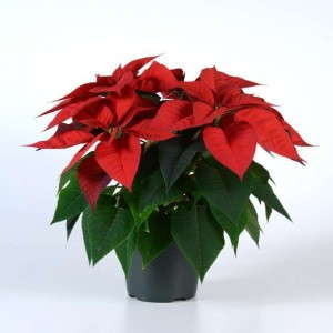Poinsettia ‘Christmas Morning’ (Selecta)