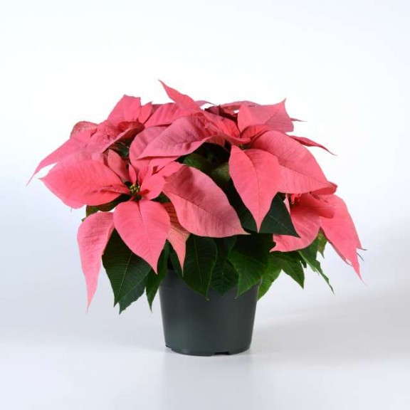 Poinsettia ‘Christmas Party’ (Selecta)