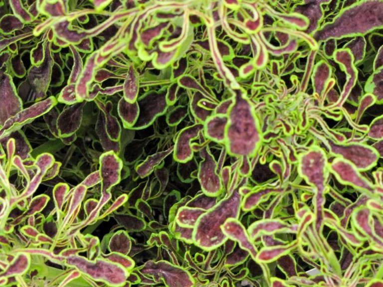 Coleus 'Under the Sea Sea Weed' (Hort Couture)
