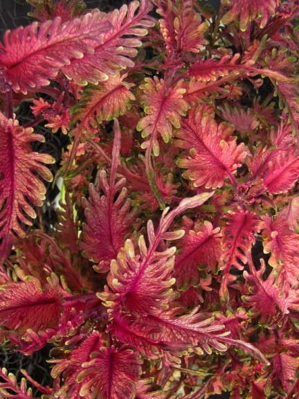 Coleus 'Under the Sea Sun Fish' (Hort Couture)