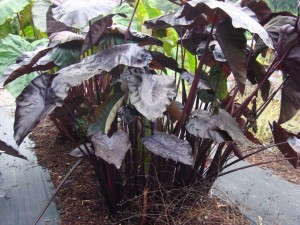 Colocasia 'Black Coral' (Plant Haven)